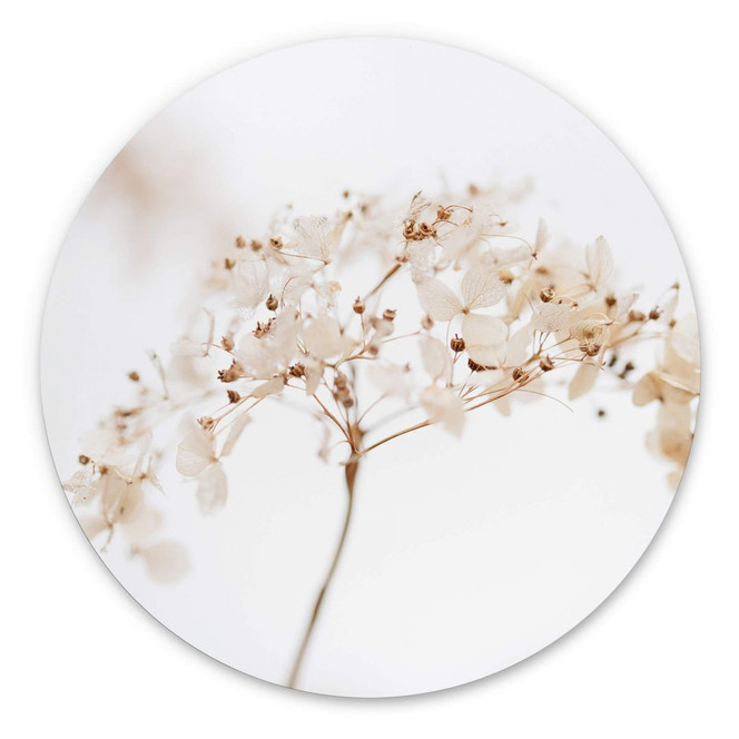 Wandbild 1X Studio - Zweig mit zarten Blüten - Alu-Dibond Rund