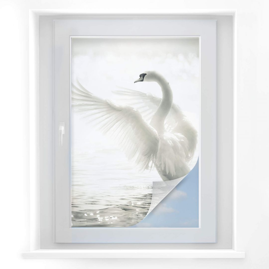 Sichtschutzfolie Majestätischer Schwan