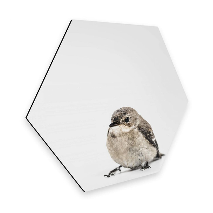 Hexagon - Alu-Dibond - Kleiner Spatz - WA262774