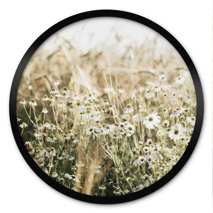 Poster Sommerwiese mit Kamille - Annie - Rund - WA473532
