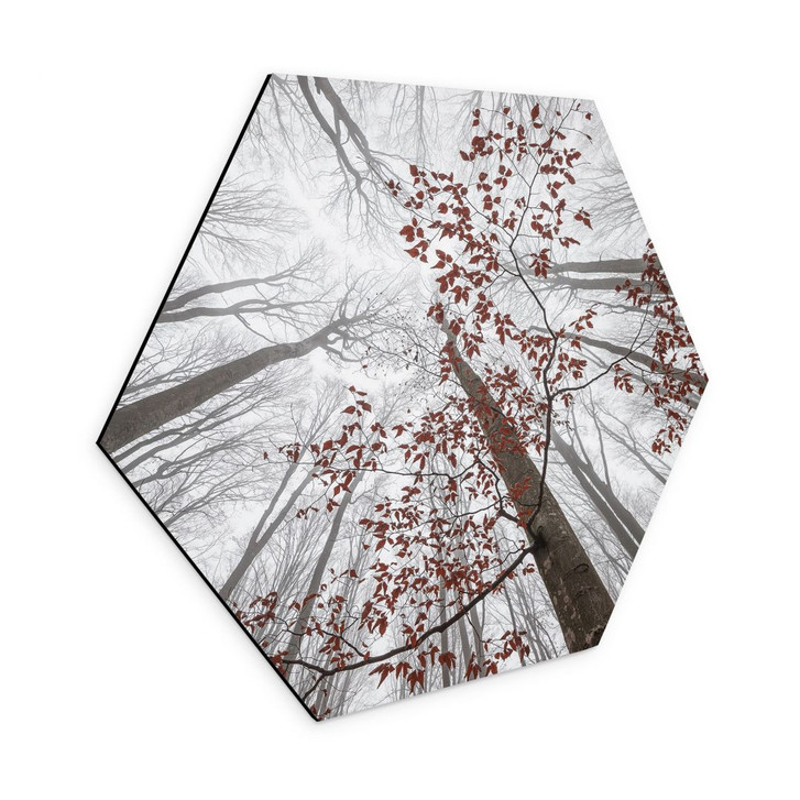 Hexagon Wandbild Baumkronen mit roten Blättern - Alu-Dibond - Coman - WA393910