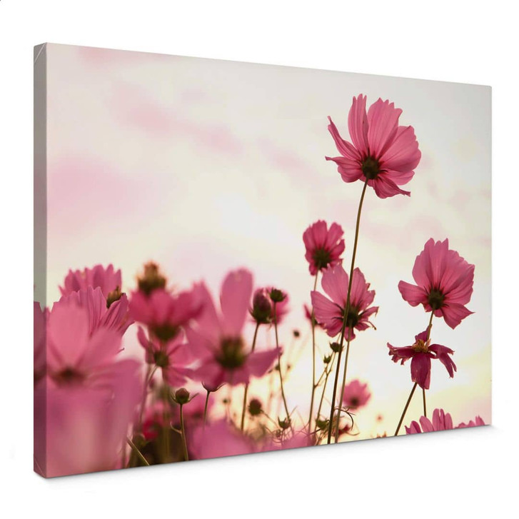 Leinwandbild Pinke Kosmeen - WA372779