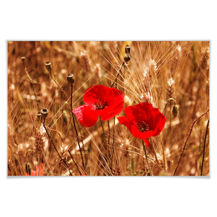 Poster Mohnblüten im Feld - WA164337