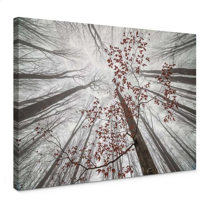 Leinwandbild Bäume - Baumkronen mit roten Blättern - Coman - WA403113