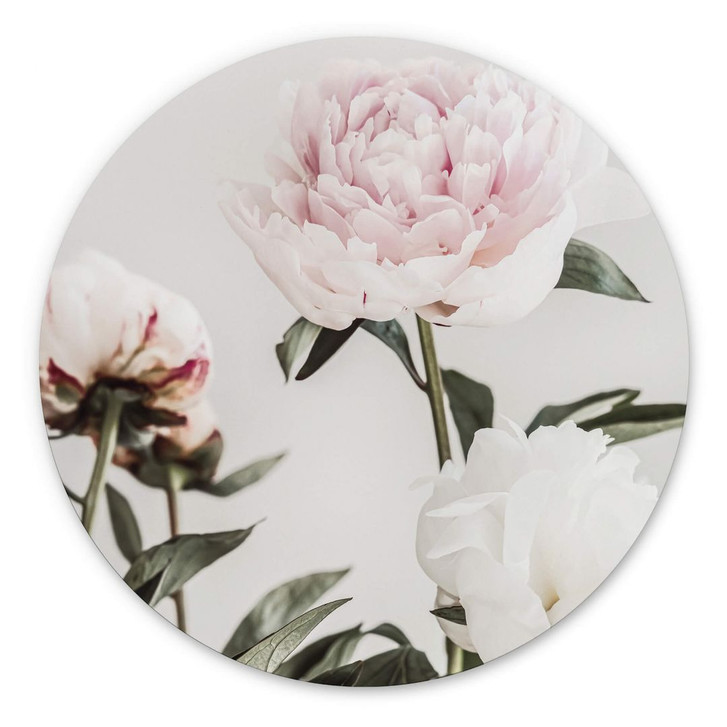 Alu-Dibond 1X Studio - Drei blühende Pfingstrosen - Rund - WA351955