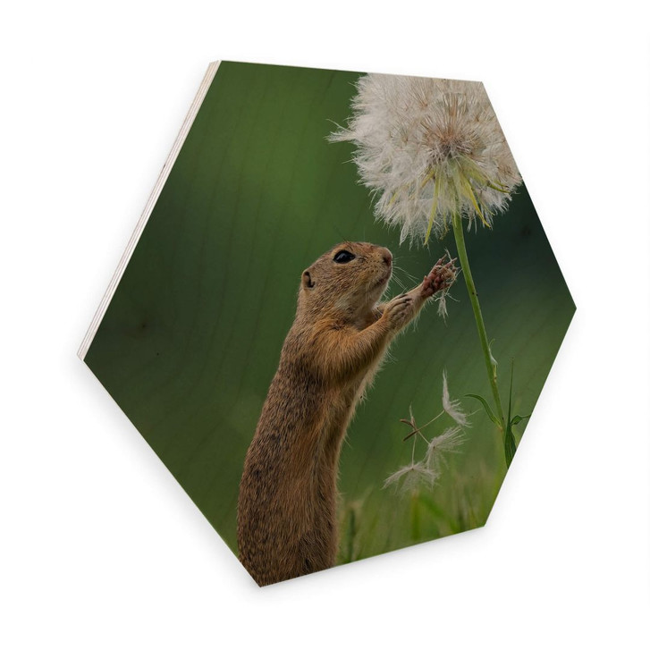Hexagon - Holz Birke-Furnier van Duijn - Erdhörnchen mit Pusteblume - WA274249