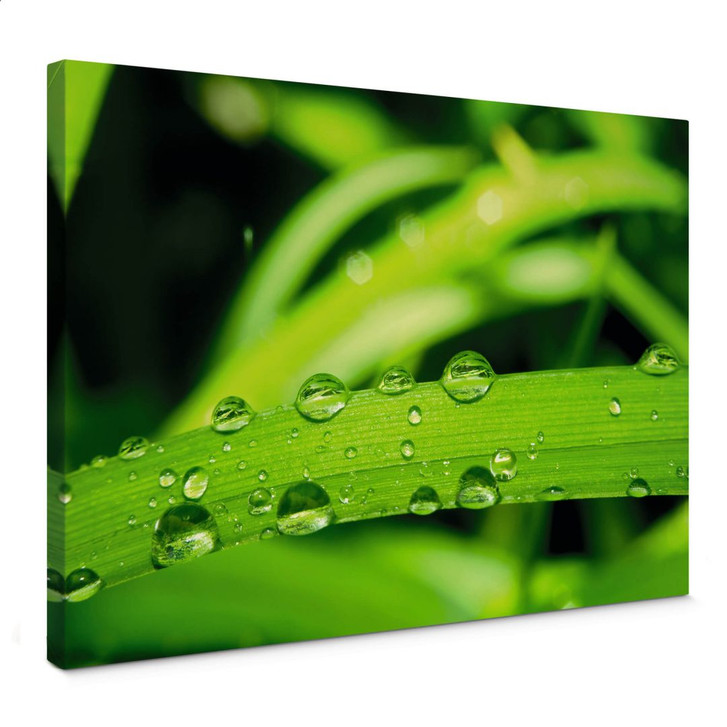 Leinwandbild Natur 5 - WA371070