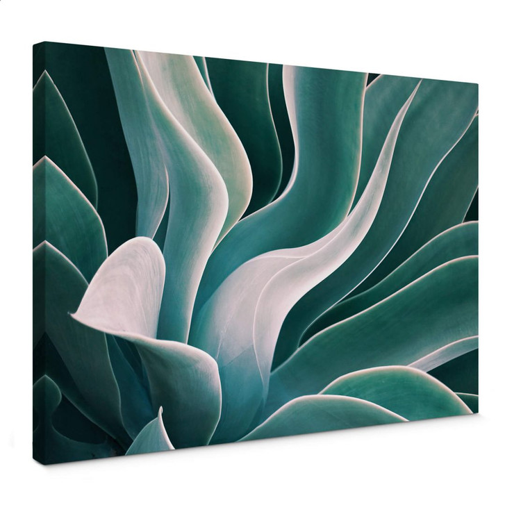 Leinwandbild Wechsler - Agave Pflanze im Morgenlicht - WA443988