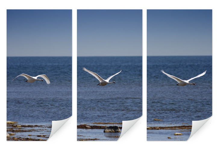Wallprint Schwanenflug (3-teilig) - WA188841