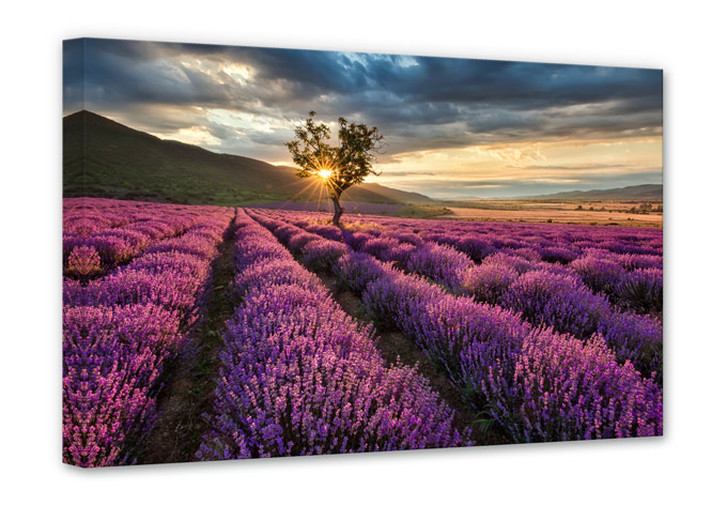 Leinwandbild Lavendelblüte in der Provence - WA368207