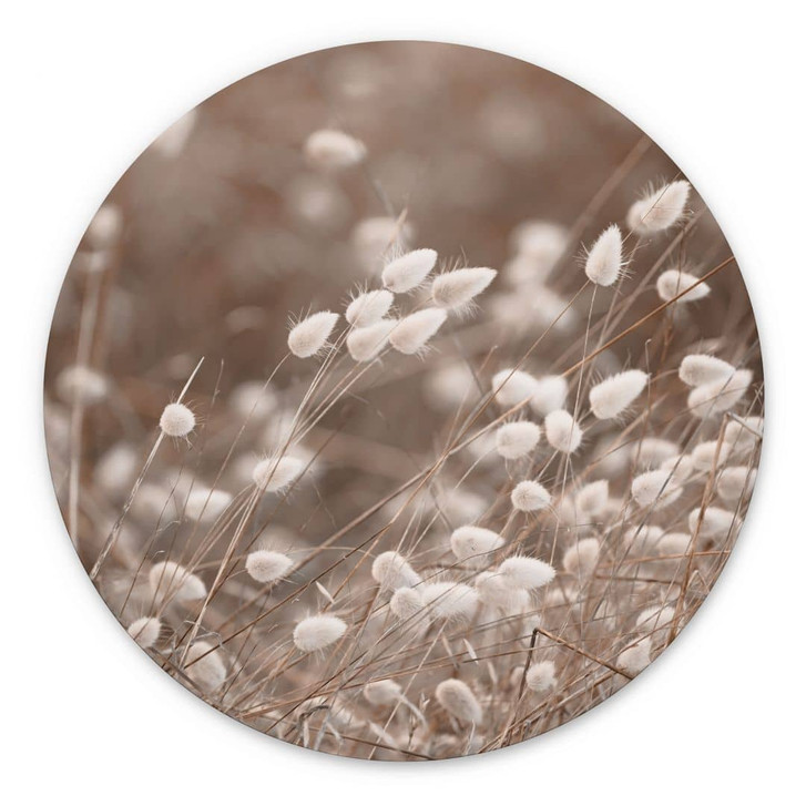 Wandbild Zarte Gräser im Herbstlicht - Collins - Alu-Dibond - Rund - WA422075