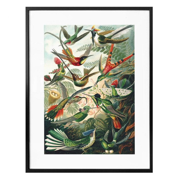 Poster Haeckel - Kolibris - WA307454