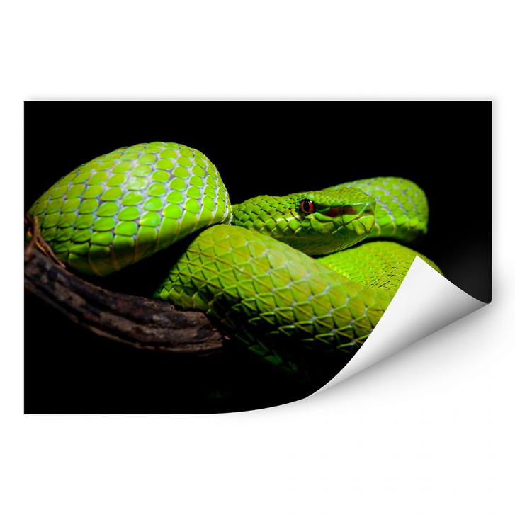 Wallprint Hakonsen - Die grüne Pit-Viper - WA184369