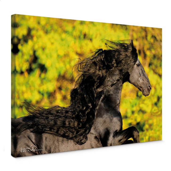 Leinwandbild Boiselle - Friese Anton mit wallender Mähne - WA359358
