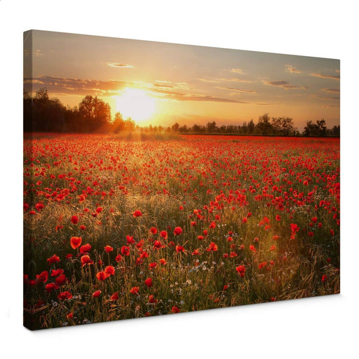 Leinwandbild Mohnfeld im Sonnenuntergang - WA370539