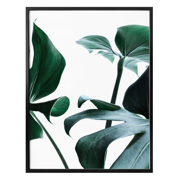 Poster Urban Jungle 03 - Monstera Deliciosa - WA239981