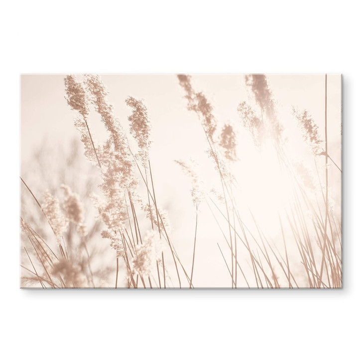 Acrylglasbild Gräser im Sonnenlicht - WA325308