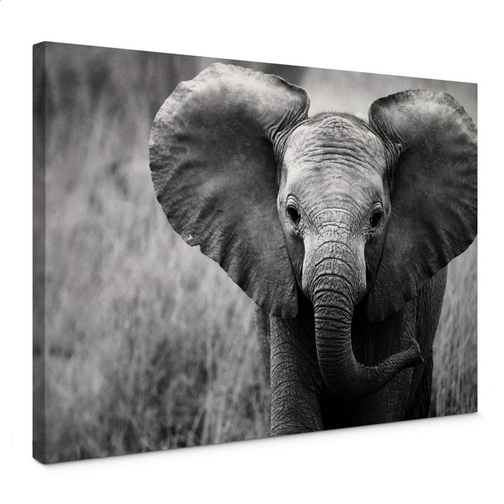 Leinwandbild Jumbo der kleine Elefant - WA366206