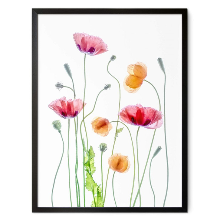 Poster Bunte Mohnblumen - Disher - WA405997