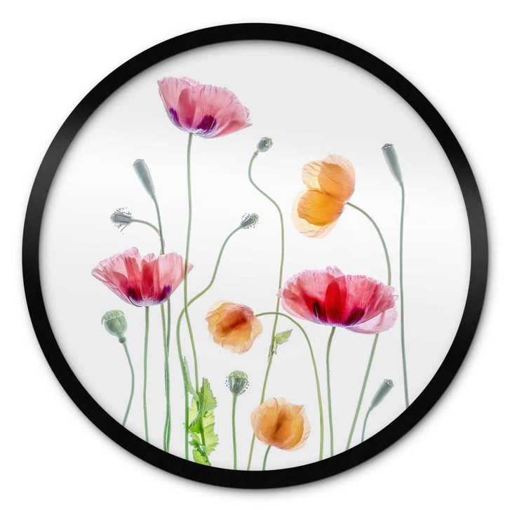 Poster Bunte Mohnblumen Rund - Disher - WA406005