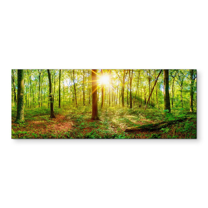 Wandbild Tief im Wald - Panorama - Alu-Dibond - WA423327