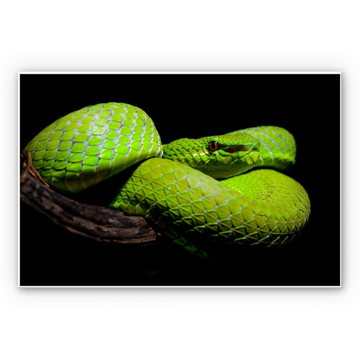 Wandbild Hakonsen - Die grüne Pit-Viper - WA192877