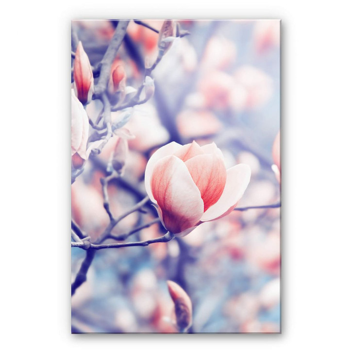 Acrylglasbild Magnolienknospe - WA230432