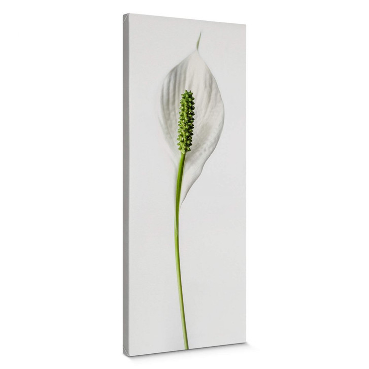 Leinwandbild Friedenslilie 50x120cm - RS101022