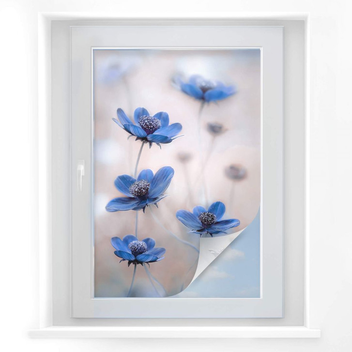 Sichtschutzfolie Disher - Blue Cosmos - WA174726