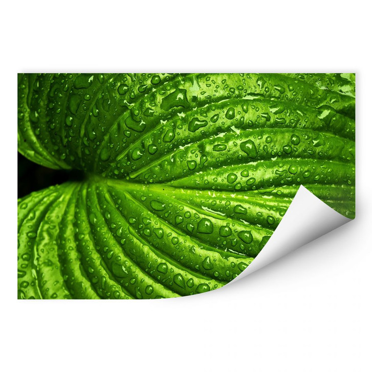 Wallprint Nach dem Regen - WA187151