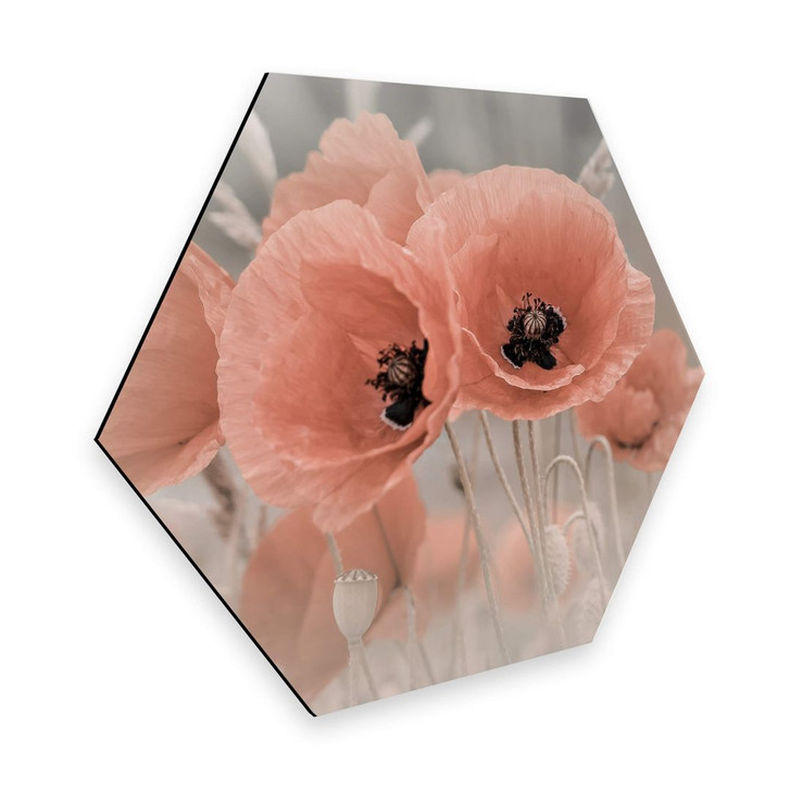 Hexagon - Alu-Dibond Delgado - Mohn in Pastell - WA272591