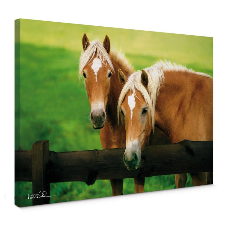 Leinwandbild Boiselle - Neugierige junge Haflingerstuten - WA359385