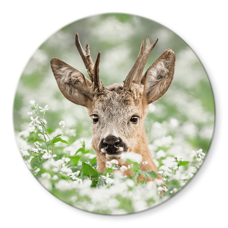 Glasbild van Duijn - Junger Rehbock im Heidekraut - Rund - WA354334