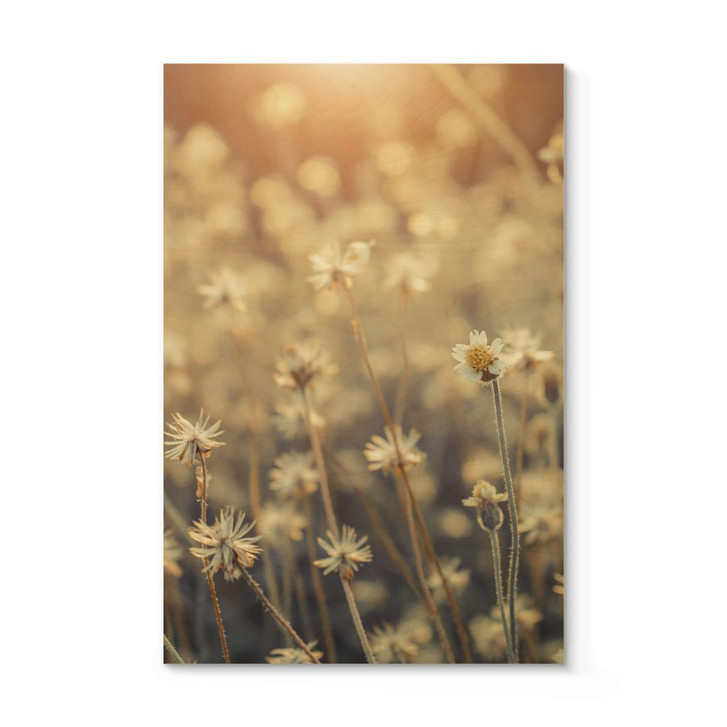 Holzposter Mexican Daisy - Close up - WA302882