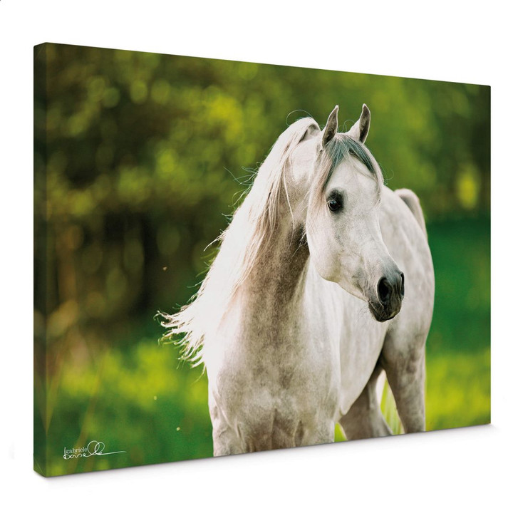 Leinwandbild Boiselle - Arabischer VollbluthengstEurope Al Khidar - WA359348