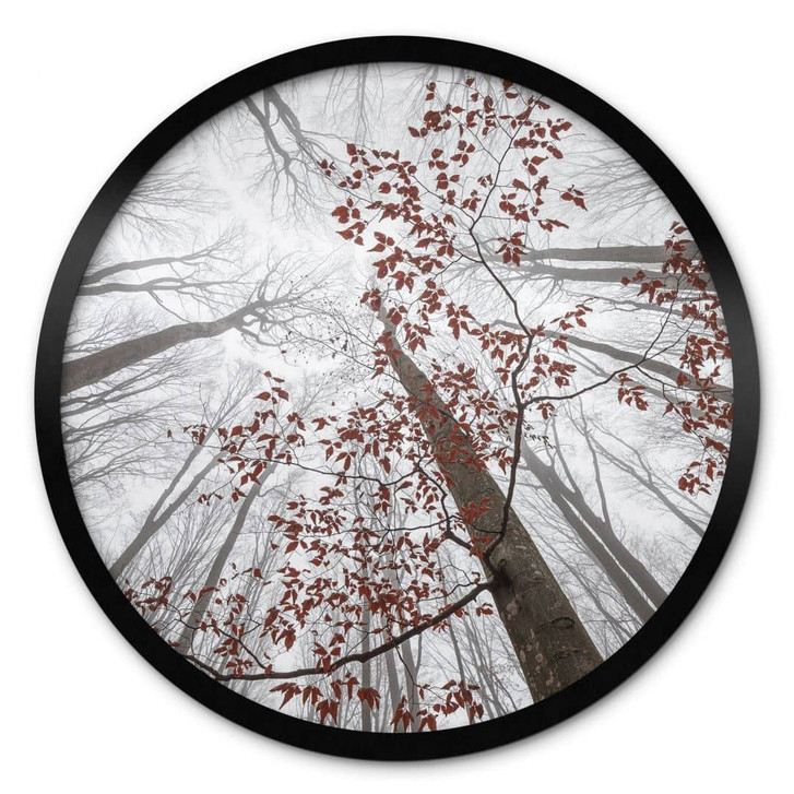 Poster Baumkronen mit roten Blättern - Waldposter Rund - Coman - WA406851