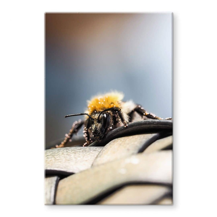 Glasbild Brown - Makro Biene - WA345892