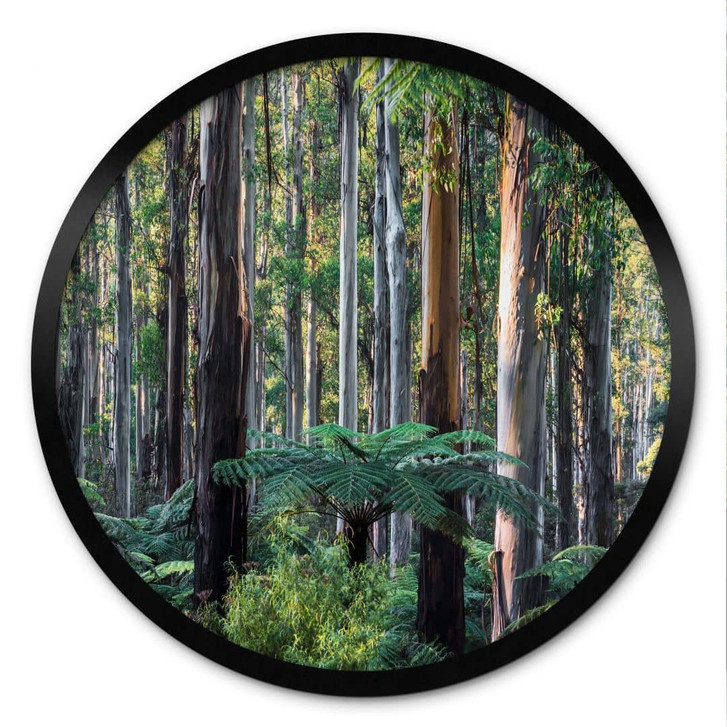 Poster Eukalyptuswald in den Yarra Ranges - Colombo - Rund - WA473697