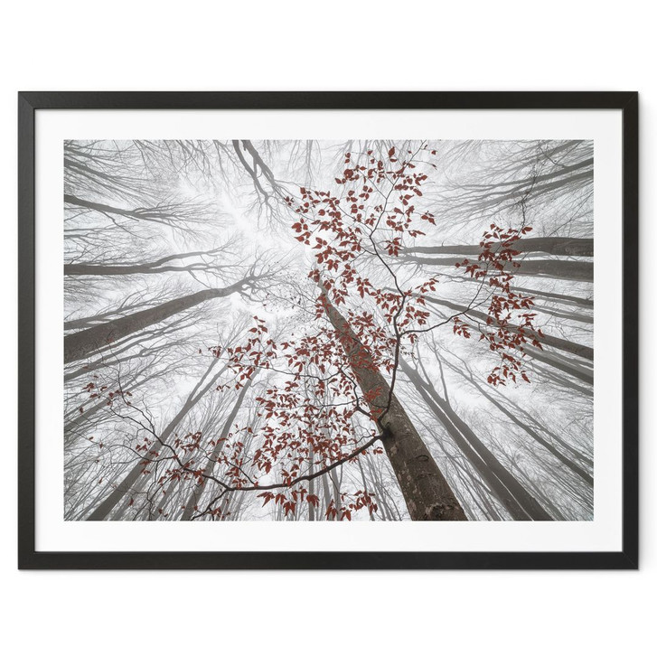 Poster Bäume - Baumkronen mit roten Blättern - Coman - WA406844