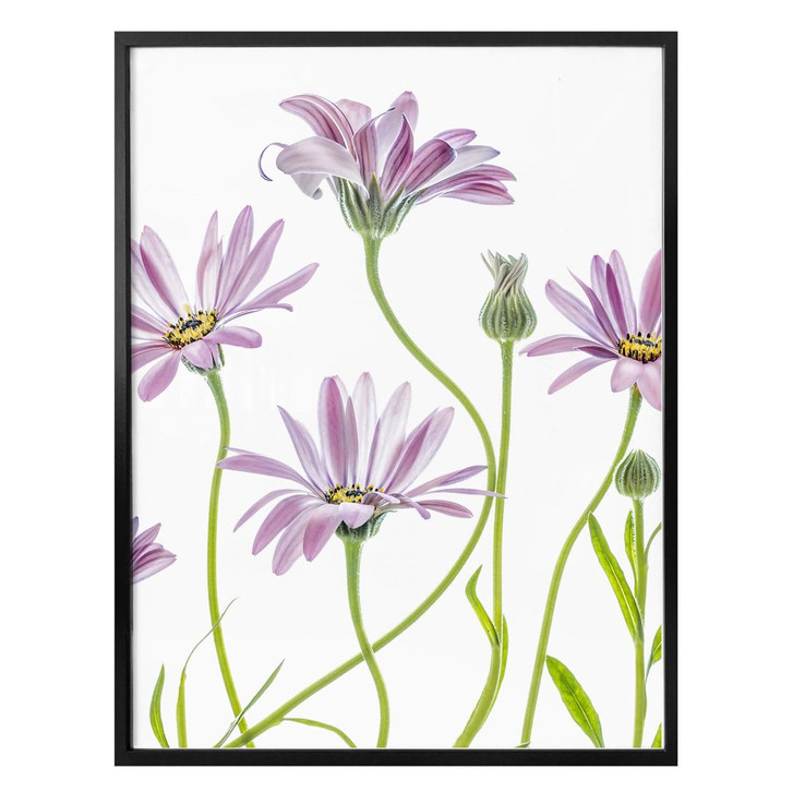 Poster Disher - Gänseblümchen - WA279787