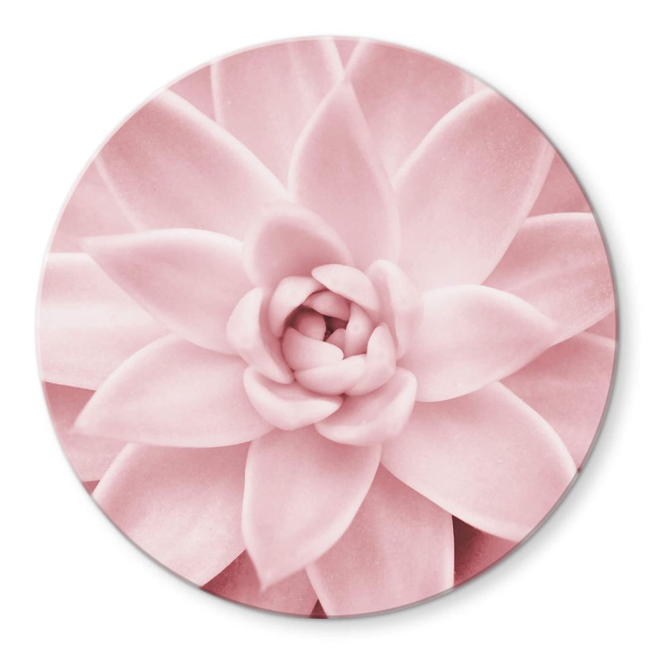 Glasbild Sisi & Seb - Rosa Sukkulente - Rund - WA354207
