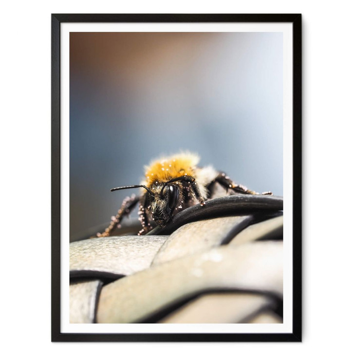 Poster Brown - Makro Biene - WA348687