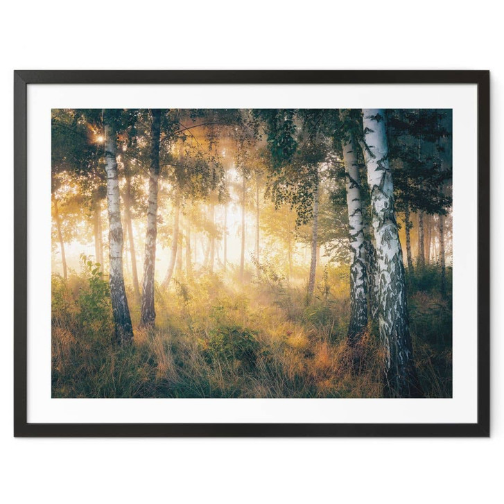 Poster Sonnenschein im Birkenwald - Kado - WA427350