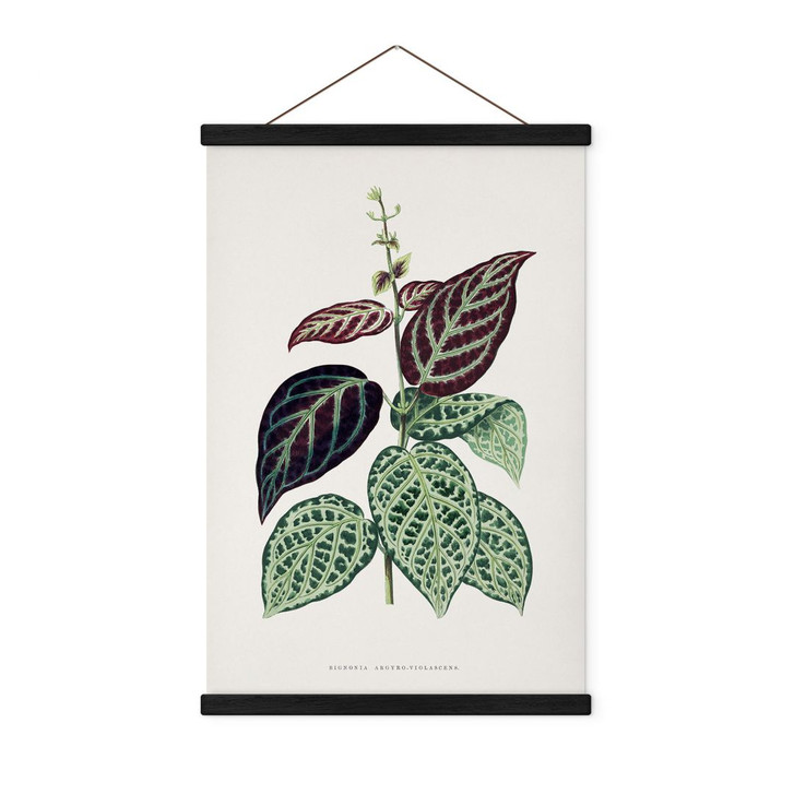 Stoffbild Blatt Illustration - Bignonia Argyro Violascea - WA411990