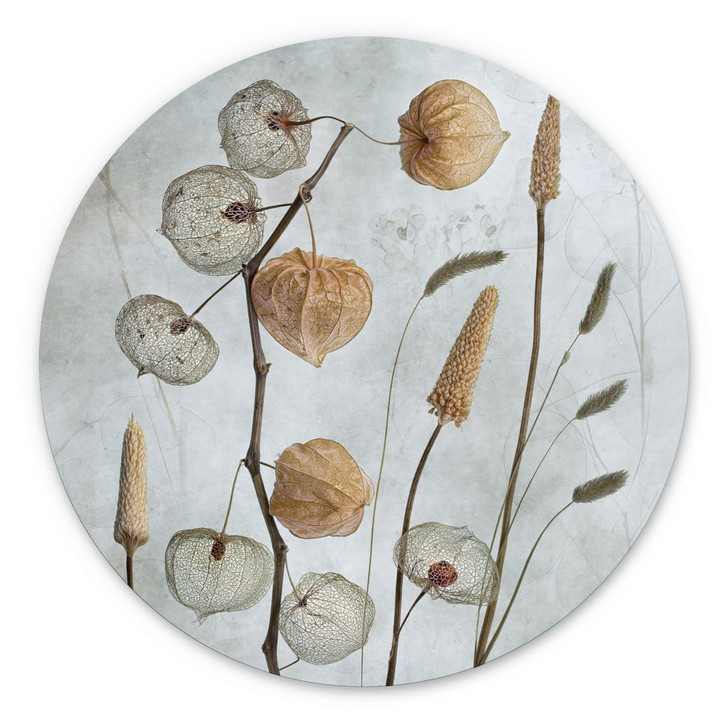 Wandbild Getrocknete Lampionblumen - Disher - Alu-Dibond - Rund - WA393520