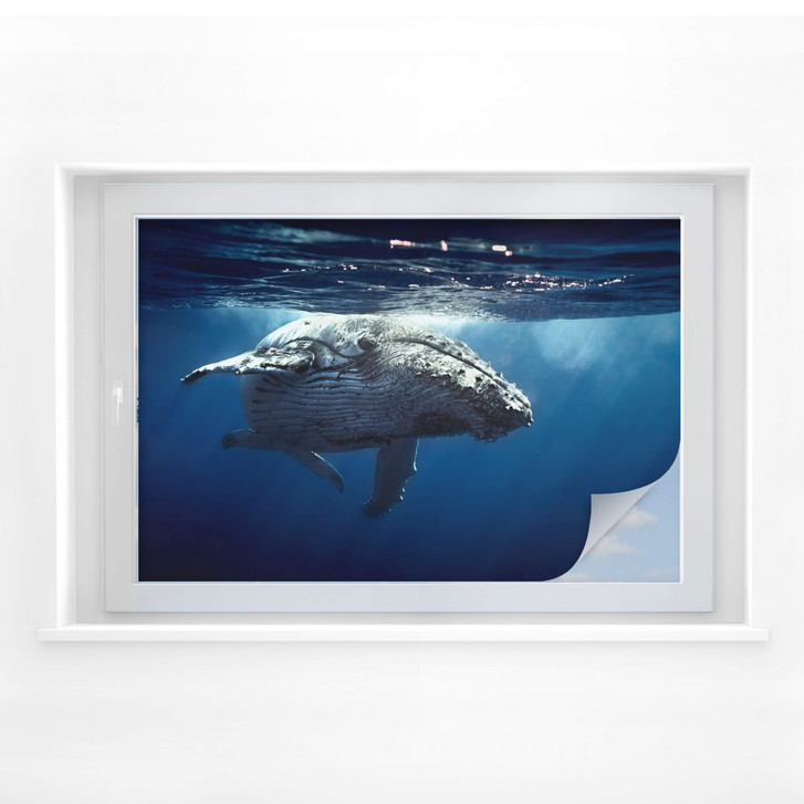 Sichtschutzfolie Buckelwal auf Tauchgang - WA174261