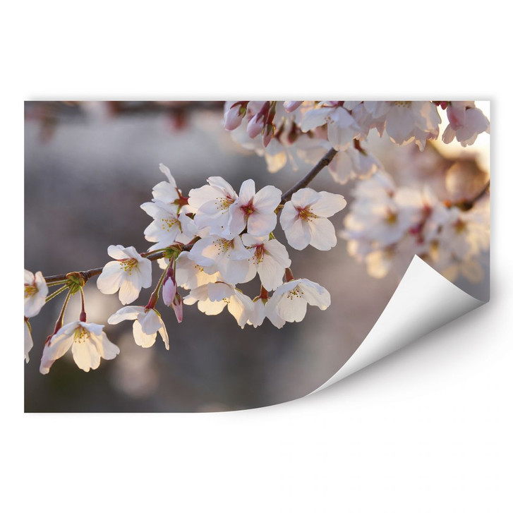 Wallprint Kirschblütenzweig - WA185012