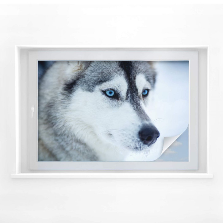 Sichtschutzfolie Eisblaue Augen - WA174774