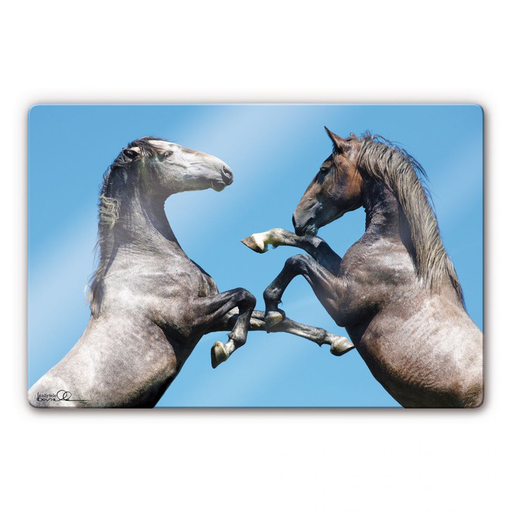 Glasbild Boiselle - Kämpfende junge Lipizzanerhengste - WA121322