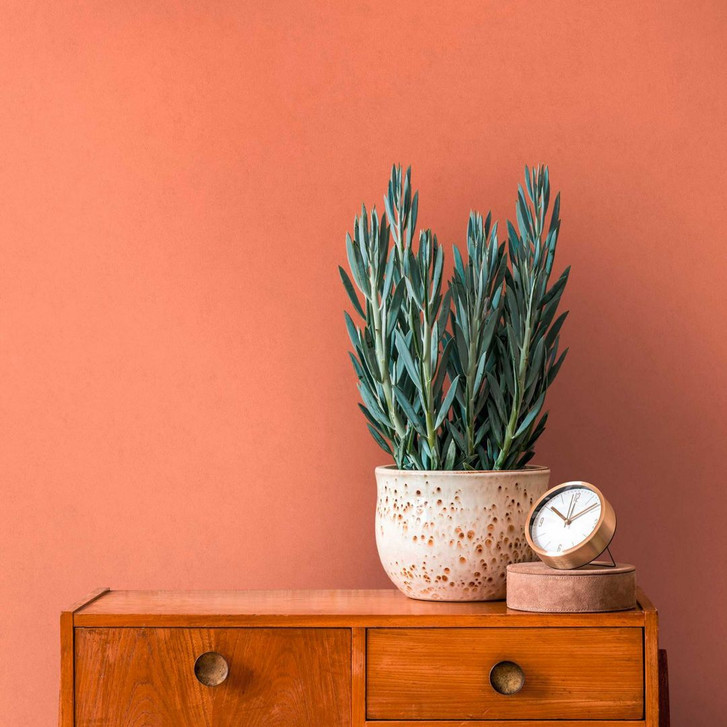 Unitapete matt Orange - Vliestapete modern - Tapete mit glatter Oberfläche - WA396576